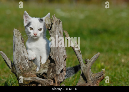 Chat domestique, chaton assis sur une racine Banque D'Images