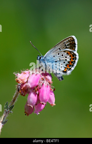 Silver mâle bleu étoilé (Plebejus argus) (Plebeius argus) butterfly sitting on Cross-leaved Heath (Erica tetralix) Banque D'Images