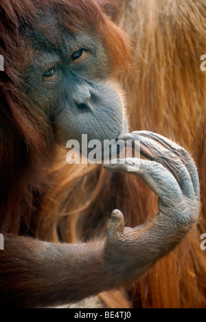 Orang-outan (pongo pygmaeus), réfléchis-à la femme, portrait Banque D'Images