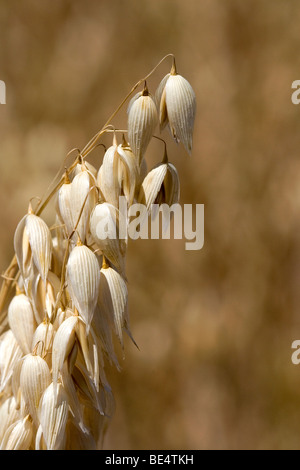 Récolte de l'avoine mûre dans la vallée de Willamette en Oregon, USA. Banque D'Images