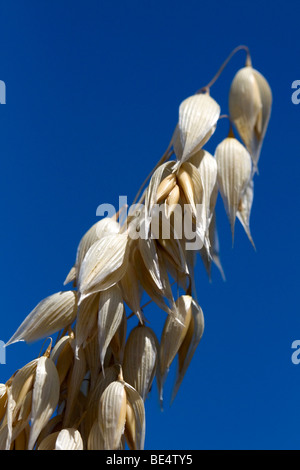 Récolte de l'avoine mûre dans la vallée de Willamette en Oregon, USA. Banque D'Images