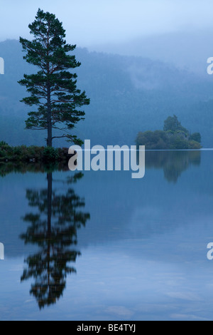 Tôt le matin voir sur le Loch an Eilein et Rothiemurchus Forest dans le cadre de la Cairngorms écossais de Rothiemurchus Banque D'Images