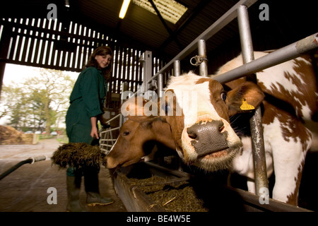 Les élèves à l'Oathall Community College à Irvine dans West Sussex UK bénéficient d'une ferme sur le terrain de l'école Banque D'Images