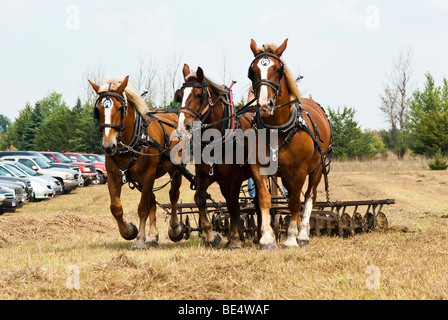 Des démonstrations agricoles au cours de l'Homestead jour Harvest Festival à l'Espace Nature de Beaver Creek dans le Dakota du Sud. Banque D'Images