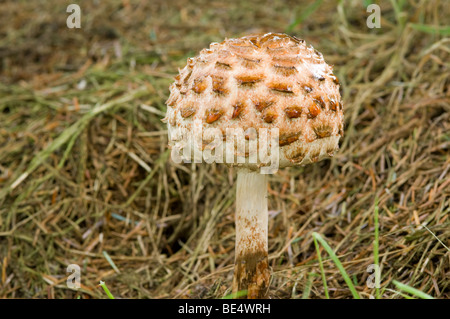 Shaggy Parasol, Macrolepiota rhacodes, champignon, jeune organe de fructification Banque D'Images