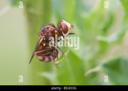 Voler à tête épaisse Sicus ferrugineus mouche adulte au repos sur une feuille d'usine Banque D'Images