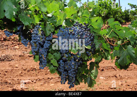 Merlot raisin au vignoble à Elgin Sonoita, Arizona, USA. Banque D'Images