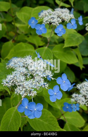 Hortensia Hydrangea arborescens ou sauvages poussant sur les pistes de ski d'été au Sanctuaire Togakushi, Japon Banque D'Images