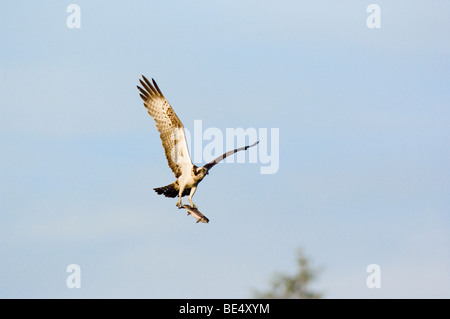 Le balbuzard pêcheur, Pandion haliaetus, adulte, vol transportant un poisson (truite arc-en-ciel (Oncorhynchus mykiss) Banque D'Images