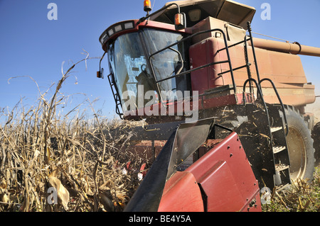 Moissonneuse-batteuse, au cours de la récolte de maïs, Uberlândia, Minas Gerais, Brésil, Amérique du Sud Banque D'Images