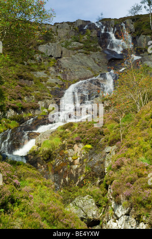 L'Allt Bhuidhe cascade, Glen Muick, la floraison de la bruyère, et les baies rouges de Rowan arbres, Sorbus aucuparia. Banque D'Images