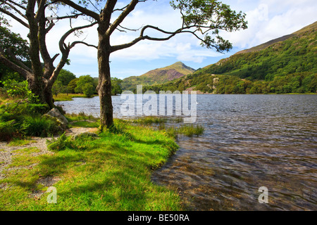 Llyn Gwynant un petit lac près de Snowdonia au Pays de Galles à Beddgelert donnant sur Yr Aran mountain. Banque D'Images