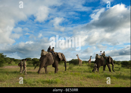 Safari à dos d'éléphant, girafe avec réserve Kapama Game, Parc National Kruger, Afrique du Sud Banque D'Images