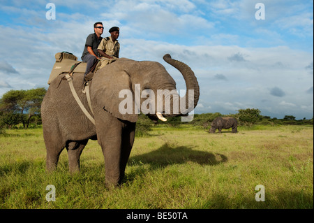 Avec Safari à dos d'éléphant, rhinocéros Réserve Kapama Game, Parc National Kruger, Afrique du Sud Banque D'Images