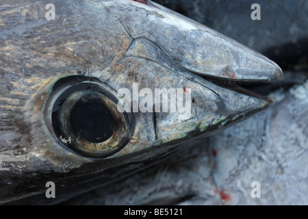 Tête de thon germon (Thunnus alalunga) Oregon - USA - connu sous le nom de 'Rose de la mer" comme chair est rose à rouge foncé Banque D'Images