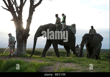 Safari à dos d'éléphant, Réserve Kapama Game, Parc National Kruger, Afrique du Sud Banque D'Images