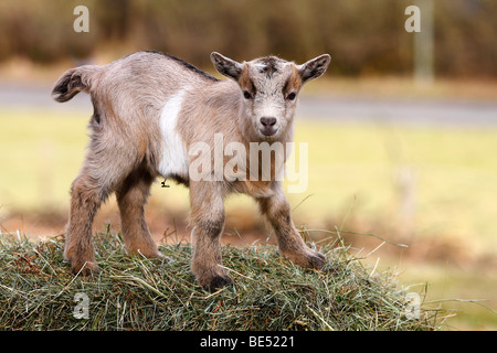 La chèvre domestique (Capra hircus, Capra hircus aegagrus), kid l'ascension d'une des balles de foin Banque D'Images