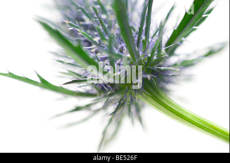 Holly mer type thistle flower close up Banque D'Images