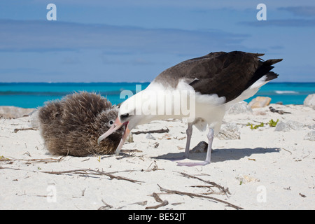 Laysan Albatross parent nourrissant la poussette sur la rive de l'atoll Midway dans l'océan Pacifique Banque D'Images