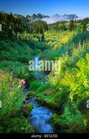 Paradise Creek dans le Parc National de Mount Rainier Banque D'Images