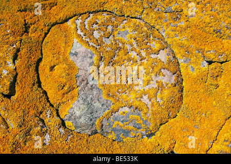 Orange commun Lichen, lichen jaune, Maritime Sunburst (Lichen Xanthoria parietina) croissant sur un vieux mur de pierre, de lichen foliacé Banque D'Images