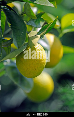 L'oranger (Citrus sinensis) sur un oranger Banque D'Images