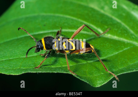 Wasp beetle (Clytus arietis) Banque D'Images