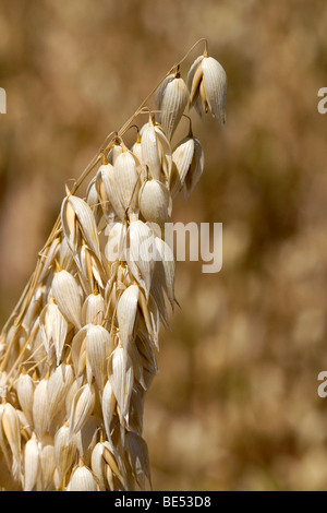 Récolte de l'avoine mûre dans la vallée de Willamette en Oregon, USA. Banque D'Images