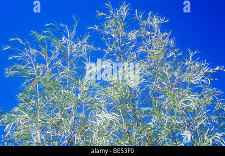 09382 branches de saule argenté ou Salix alba Sericea tree sous ciel bleu profond avec des masses d'argent-gris et vert lea Banque D'Images