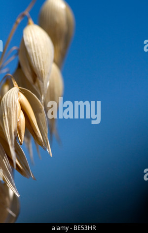 Récolte de l'avoine mûre dans la vallée de Willamette en Oregon, USA. Banque D'Images