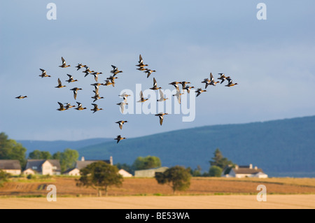 Troupeau de Canards d'Amérique, Anas penelope, survolant les terres agricoles par l'Estuaire de Cromarty. Banque D'Images