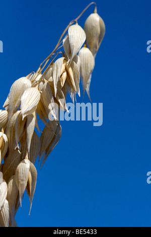 Récolte de l'avoine mûre dans la vallée de Willamette en Oregon, USA. Banque D'Images