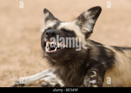 Chien sauvage de bâillements (Lycaon pictus), Central Kalahari, Botswana Banque D'Images