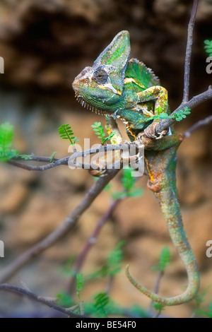 (Chamaeleo calyptratus Caméléon voilée) Banque D'Images