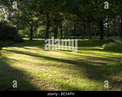 Les ombres des arbres au coucher du soleil dans la plantation d'Isabella. Richmond Park. Richmond. Londres. UK. Banque D'Images