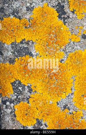 Orange commun Lichen, lichen jaune, Maritime Sunburst (Lichen Xanthoria parietina) sur pierre, de lichen foliacé Banque D'Images