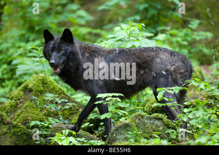 Loup de l'Est du Canada (Canis lupus lycaon), variante noir Banque D'Images