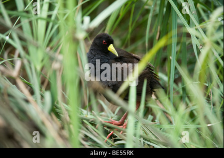 Black crake Amaurornis flavirostris,, Kruger National Park, Afrique du Sud Banque D'Images