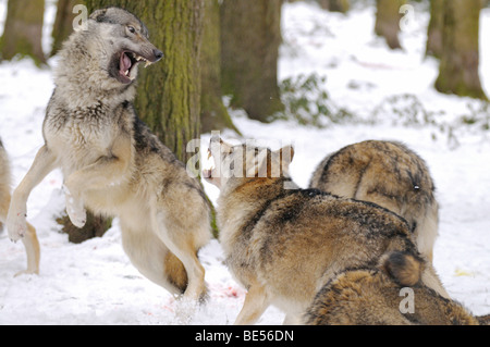 Le loup (Canis lupus). Pack combats dans la neige Banque D'Images