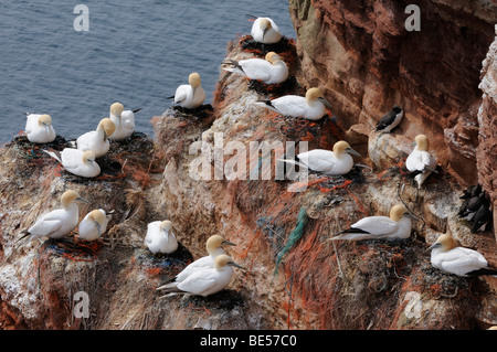 L'imbrication de fous de Bassan (Morus bassanus, Sula bassana) à Helgoland, Schleswig-Holstein, Allemagne, Europe Banque D'Images