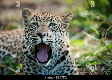 Le bâillement de Leopard (Panthera pardus), Sabi Sands, parc national Kruger, Afrique du Sud Banque D'Images