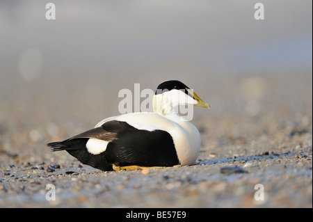 L'Eider à duvet (Somateria mollissima) Banque D'Images