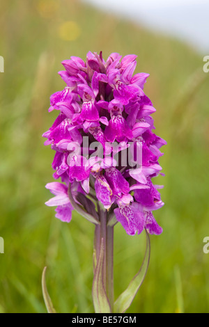 Marais de l'ouest ; orchidée Dactylorhiza majalis Banque D'Images