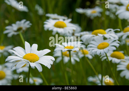 Fleurs de camomille (Matricaria chamomilla Matricaria recutita), dans un champ près de Mount Cashel, île du Sud, Nouvelle-Zélande Banque D'Images