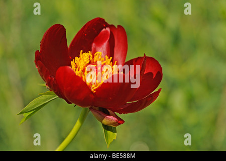 La pivoine sauvage ou de corail (Pivoine Paeonia mascula, Paeonia corallina) Banque D'Images