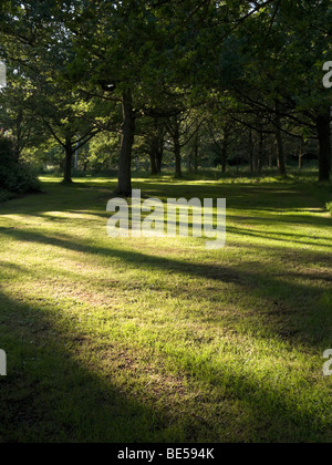 Les ombres des arbres au coucher du soleil dans la plantation d'Isabella. Richmond Park. Richmond. Londres. UK. Banque D'Images