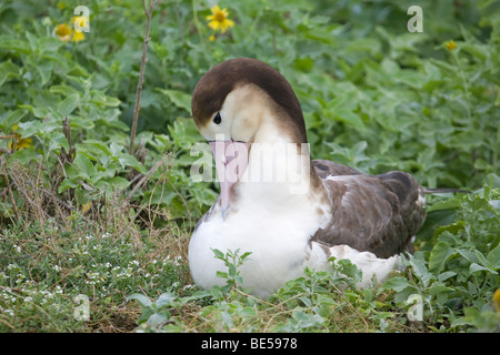 Les Albatros à queue courte, Phoebastria albatrus, sur l'atoll de Midway Banque D'Images