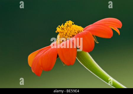 Fleurs de tournesol mexicain Banque D'Images