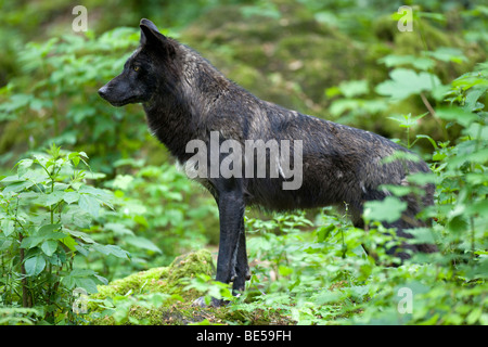 Loup de l'Est du Canada (Canis lupus lycaon), variante noir Banque D'Images