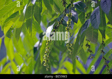 Wingnut caucasienne (Elaeagnus commutata), Iran Banque D'Images